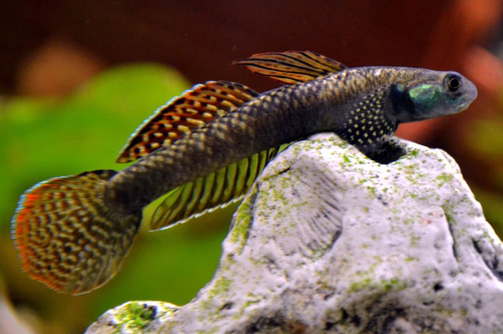 Gobie orné (Rainbow Stiphodon) (Stiphodon ornatus)
