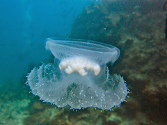 Cepheidae