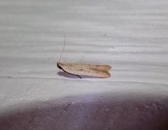 Mesophleps adustipennis