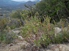 Haplopappus velutinus