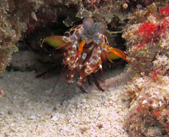 Odontodactylus scyllarus