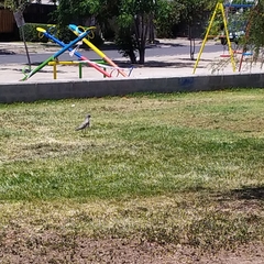 Vanellus chilensis chilensis