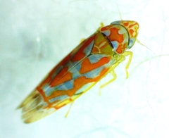 Erythroneura rubrella
