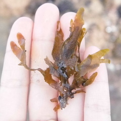 Dictyota kunthii