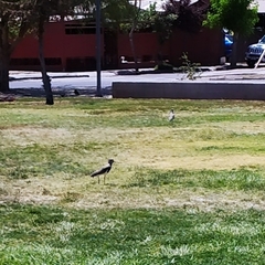 Vanellus chilensis chilensis