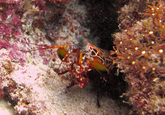 Odontodactylus scyllarus