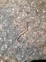 Lumbricidae