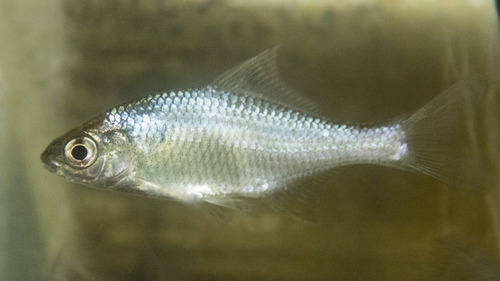 Giant Chinese Bitterling