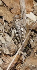 Acrotylus fischeri