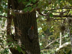 Melanerpes aurifrons