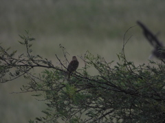 Cisticola juncidis
