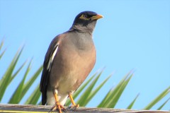 Acridotheres tristis