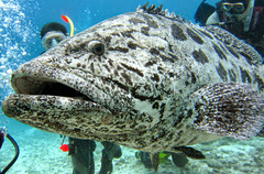 Epinephelus tukula