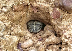 Rhinella mirandaribeiroi