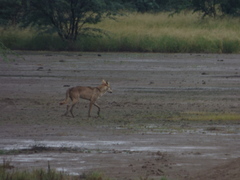 Canis lupus pallipes