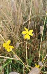 Moraea virgata