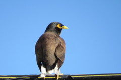 Acridotheres tristis