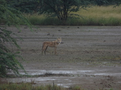 Canis lupus pallipes
