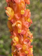 Disa chrysostachya