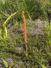 Disa chrysostachya
