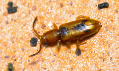 Cryptamorpha desjardinsi