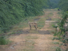 Canis lupus pallipes
