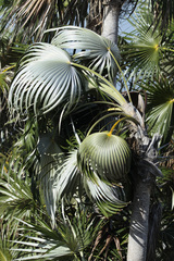 Coccothrinax litoralis