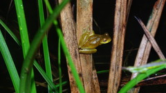 Dendropsophus minutus