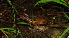 Leptodactylus knudseni