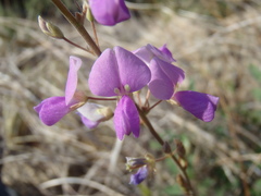 Desmodium cinerascens