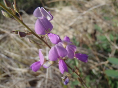 Desmodium cinerascens