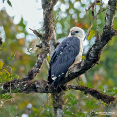Pseudastur polionotus