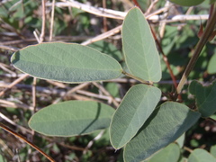 Desmodium cinerascens