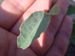 Desmodium cinerascens