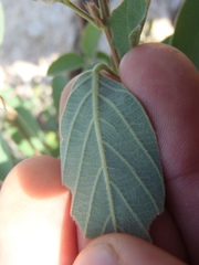Desmodium cinerascens