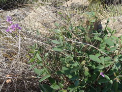 Desmodium cinerascens