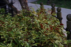 Excoecaria cochinchinensis