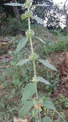 Leucas martinicensis