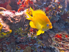 Amblyglyphidodon aureus