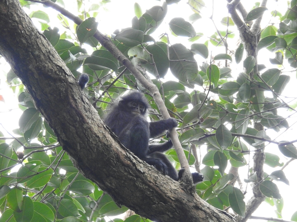 Banded Surili