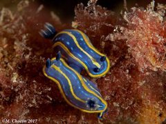 Felimare tricolor