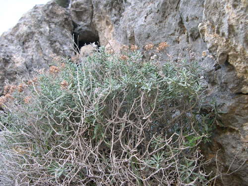 Teucrium cossonii (Teucrium cossonii)