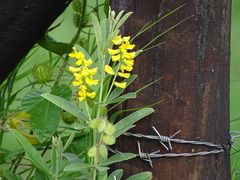 Eriosema psoraleoides