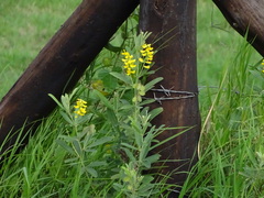 Eriosema psoraleoides