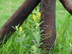 Eriosema psoraleoides