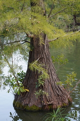 Taxodium distichum