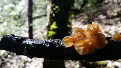 Phaeotremella foliacea