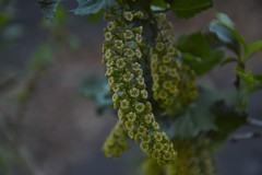 Ribes punctatum