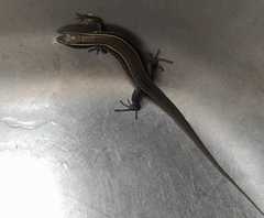 Pholidobolus montium