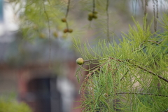 Taxodium distichum